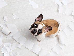 It seems millennials like massive rolls of toilet paper ... and dogs.(Getty Images)