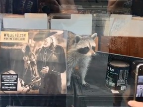 A raccoon found its way into Kops Records on Queen St. West.