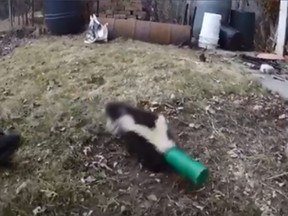 The skunk lodged its head into a plastic bottle and was later saved by Toronto Animal Services.