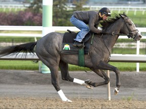 Woodbine Oaks contender Bold Script breezes under Jockey Gary Boulanger at Woodbine Racetrack during a workout on June 5, 2019. The Chiefswood Stable owned 3 year old Canadian bred filly is trained by Stuart C. Simon and will attempt to capture the $500,000  Oaks at Woodbine on  June 8, 2019. (MICHAEL BURNS/Photo)