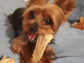Tuzik, a Yorkshire Terrier, was snatched while out for a walk with its owner near Church and Carlton Sts. on Tuesday, June 25, 2019. (Toronto police handout)