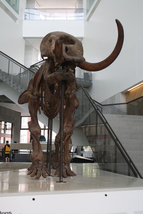 A skeleton of a mastodon displayed at the U-M Museum of Natural History in Ann Arbor, Mich. (DONALD DUENCH/Toronto Sun)
