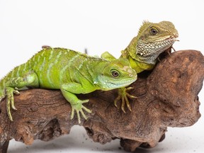 The Smithsonian's National Zoo is the first to confirm "facultative parthenogenesis" in Asian water dragons, a species of lizard. Officials say a female Asian water dragon, left, hatched August 2016 and is the only surviving offspring of her 12-year-old mother.