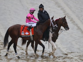 Maximum Security after he finished first in the $1-million Haskell Invitational last Saturday. (Photo by Jamie Squire/Getty Images)