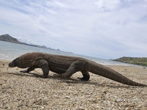 A Komodo dragon on Komodo island, part of the protected area of Komodo National Park in Indonesia's Nusa Tenggara Timur province, December 2, 2010. (ROMEO GACAD/AFP/Getty Images)
