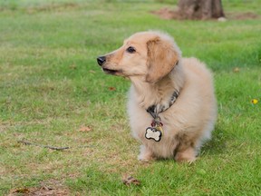 Kishka enjoys the cottage life in P.E.I. (Rosemary Gillan)