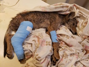 This coyote pup is on the mend after he was recently brought into the Toronto Wildlife Centre with a badly broken back leg. (supplied photo)
