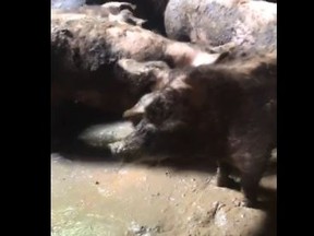 Pigs are seen in a video posted to Facebook by DogTales Rescue and Sanctuary.