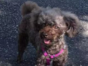 Poodle Ding Ding was stolen during a street robbery in Toronto.