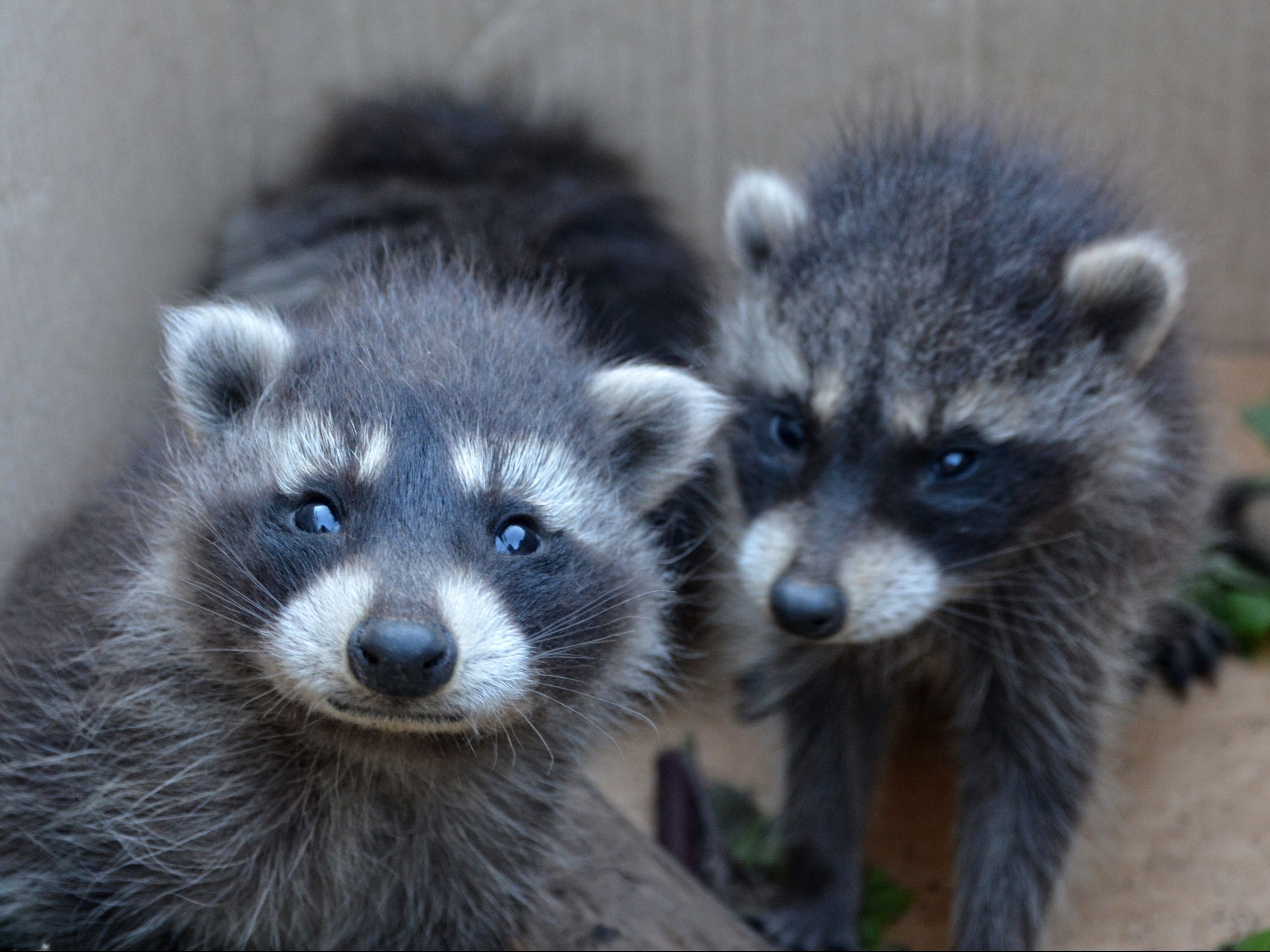 Rehabilitating baby raccoons is 'expensive,' says Toronto Wildlife ...