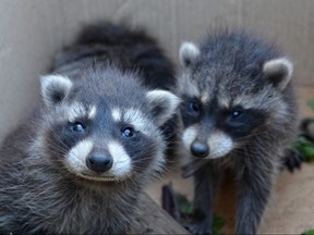 Rehabilitating orphaned baby raccoons is expensive especially with limited resources, says Nathalie Karvonen, Toronto Wildlife's Executive Director. Getty Images