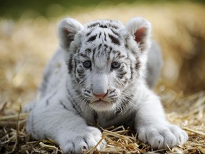 A six-week-old white tiger baby sits in its enclosure on April 21, 2010 at the Serengeti-Park in Hodenhagen, northern Germany.