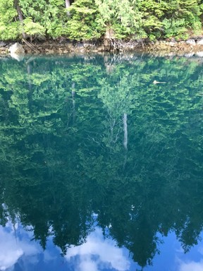 The forest reflected in the water at Nootka Sound Resort. (Kevin Connor)