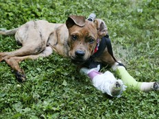 Logan, a dog that was allegedly thrown from a sixth-floor Toronto balcony, is seen here recovering from his serious injuries on Friday, July 26, 2019. (Veronica Henri/Toronto Sun/Postmedia Network)