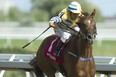 Jockey Eurico Da Silva guides Pink Lloyd to victory in the $125,000 Vigil Stakes at Woodbine yesterday. (Michael Burns photo)