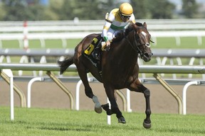 Jockey Steven Bahen guides Tiz a Slam to victory in the Nijinsky Stakes. (Michael Burns photo)