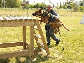 Peel Regional Police Const. Mario Pittarelli shows off his newly graduated partner, Kylo -- a two-year old Belgian shepherd --on July 10, 2019.