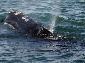A North Atlantic right whale feeds on the surface of Cape Cod bay off the coast of Plymouth, Mass.  (AP Photo/Michael Dwyer, File)