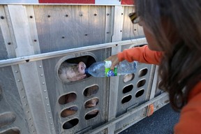 Animal rights activist Anita Krajnc gives water to a pig in a truck. THE CANADIAN PRESS/HO-Elli Garlin