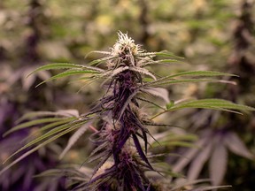 Cannabis plants fill a room in an aquaponics grow operation by licensed marijuana producer Green Relief in Flamborough, Ontario, January 25, 2019. (REUTERS/Carlos Osorio/File Photo)