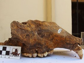 A cave bear skull from a natural history museum in Serbia. MUST CREDIT: R. Kowalczyk.