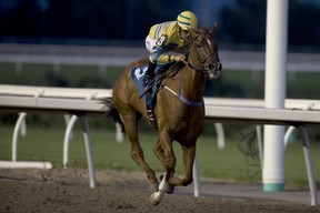 Jockey Eurico Da Silva guides Pink Lloyd to victory in the Kenora Stakes last night at Woodbine Racetrack.  Michael Burns photo