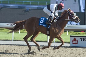 Jockey Patrick Husbands guides Alnilah to victory in the $125,000 Seaway Stakes at Woodbine yesterday. (Michael Burns photo)