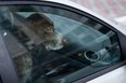 Dog left alone in locked car. (Getty stock photo)