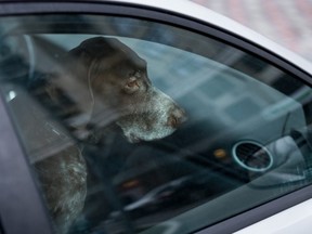 Dog left alone in locked car. (Getty stock photo)