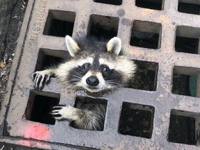 A raccoon stuck in a sewer grate in Newton, Mass., on Aug. 1, 2019. (Newton Fire Department)