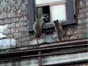 Raccoons slip in through an open apartment window in Parkdale. (Instagram)