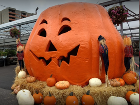 Famous Plant World giant pumpkin going to a new home