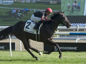 Silent Poet broke the seven-furlong course record in winning last weekend’s Play The King Stakes. (Michael Burns photo)