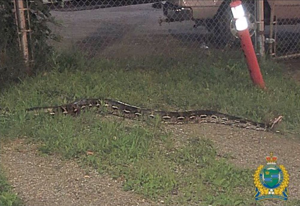 Gabriel Moreno has made an impact for the Snakes