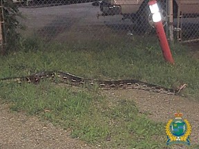 A 14-foot python discovered in Thorold on Aug. 21, 2019. Niagara Regional Police photo