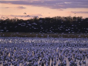 Bombay Hook National Wildlife Refuge. (U.S. Fish and Wildlife Service)