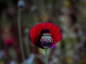 This file photo shows a poppy flower at an illegal field in Myanmar's Shan State. (AFP/Getty Images)