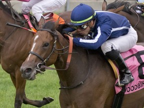 Jockey Irad Ortiz Jr. guides Abscond to victory in the Natalma Stakes at Woodbine yesterday. (Michael Burns photo)