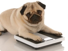 New research shows that overweight dog owners tend to have overweight dogs. CNW