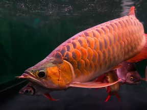 Arowana fish (Getty Images)
