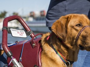 A service dog. (Getty Stock Images)