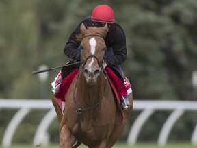 Ricoh Woodbine Mile contender Got Stormy,breezes over the E.P.Taylor turf course at Woodbine Racetrack under Jockey Jerome Lermyte, for trainer Mark E. Casse on Sept. 11, 2019. (MICHAEL BURNS/Photo)