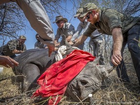 Prince Harry lends a hand with a rhino in 2017. The prince has made the environment and conservation of endangered animals his pet cause.