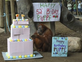 Puppe the Sumatran Orangutan celebrates her 52nd birthday at the Toronto on Saturday, Sept. 21, 2019. Jack Boland/Toronto Sun/Postmedia Network)