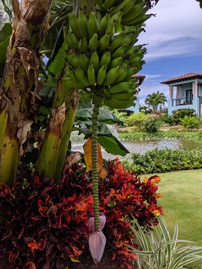 The lush, manicured grounds of the Sandals Grenada resort include trees like this banana tree. (Ling Hui/Postmedia Network)