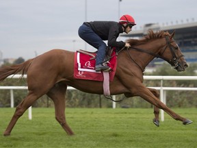 Ricoh Woodbine Mile contender Got Stormy breezes over the E.P.Taylor turf course at Woodbine Racetrack on Sept. 11, 2019, under jockey Jerome Lermyte for trainer Mark E. Casse. (MICHAEL BURNS/Photo)