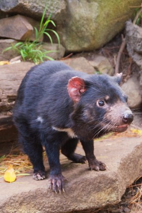 The Tasmanian devil, short-tempered and solitary, has become a symbol of this Australian island state, its endangered status attracting visitors from all over the world. (Peter Neville-Hadley/Horizon Writers’ Group)
