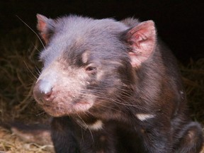 The Tasmanian devil, short-tempered and solitary, has become a symbol of this Australian island state, its endangered status attracting visitors from all over the world. (Peter Neville-Hadley/Horizon Writers’ Group)