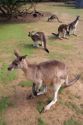 Tasmania’s forester kangaroo is a sub-species of the mainland’s eastern grey, but with a fluffier coat to cope with the island’s cooler weather. (Peter Neville-Hadley/Horizon Writers’ Group)