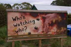 The Tasmanian Devil Unzoo has turned itself inside out, taking down enclosures and encouraging wildlife to the site for viewing by visitors. (Peter Neville-Hadley/Horizon Writers’ Group)